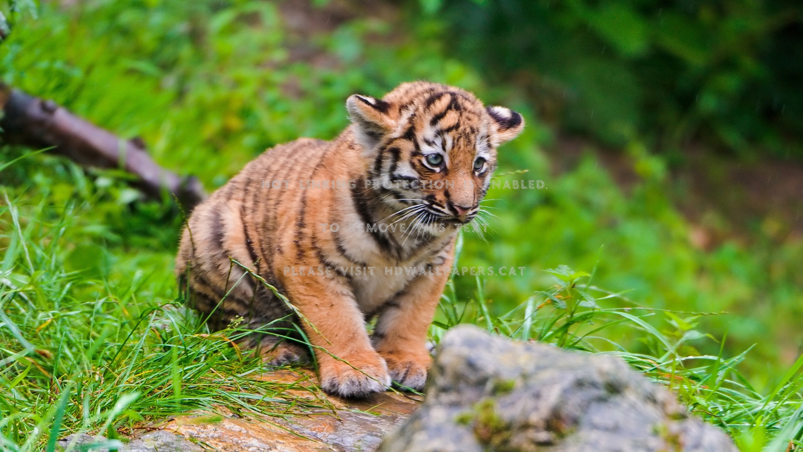 Cute-tiger Tigru Pisic Leu Pui Animals Cats - Tiger - HD Wallpaper 