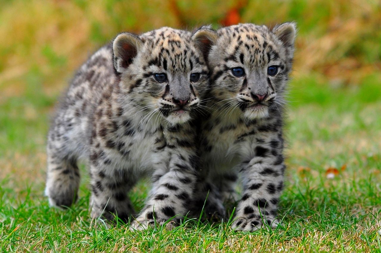 Image For Always - Beautiful Wild Baby Animals - HD Wallpaper 