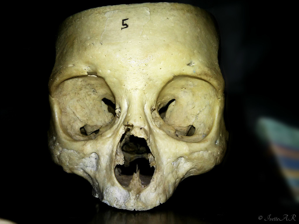 Skull - HD Wallpaper 
