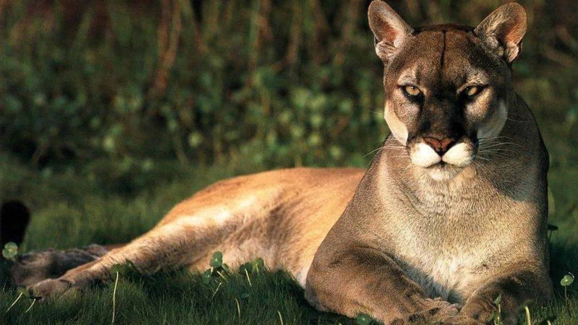 Animals, Pumas Wallpaper Hd - Puma Wallpaper 4k Animal - HD Wallpaper 