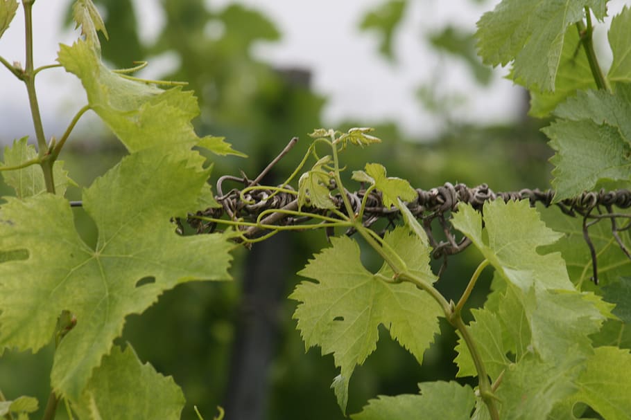 Viña, Grapes, Plants, Vino, Viñedo, Bunch, Sarmiento, - Grape - HD Wallpaper 