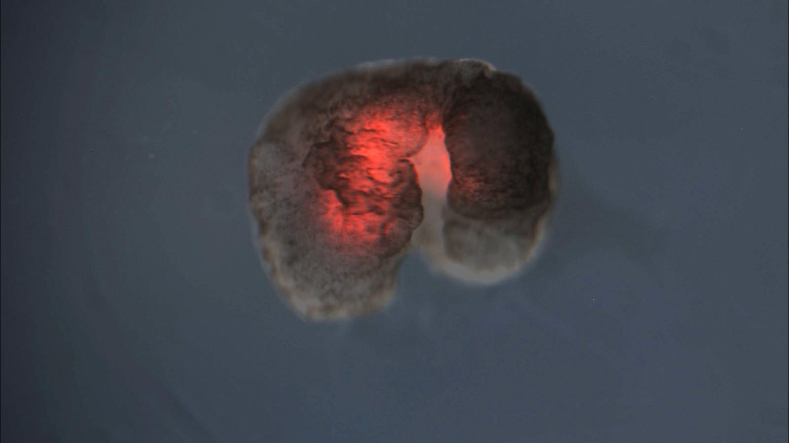 Living Robots - HD Wallpaper 