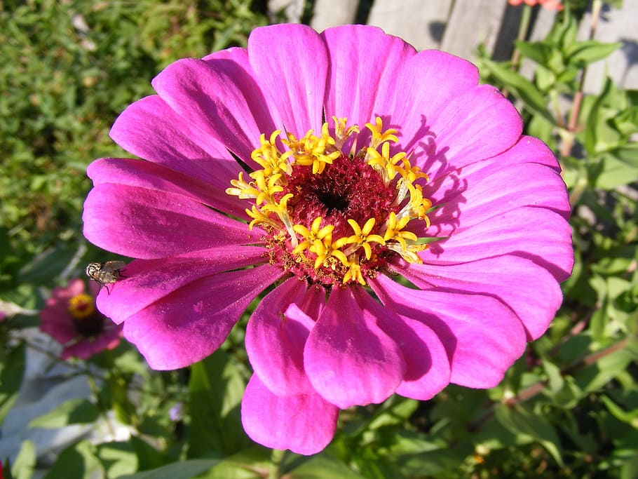 Wallpaper Fucsia - HD Wallpaper 