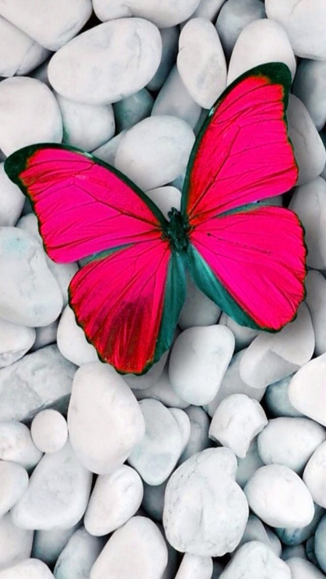 Mariposa Fucsia - HD Wallpaper 