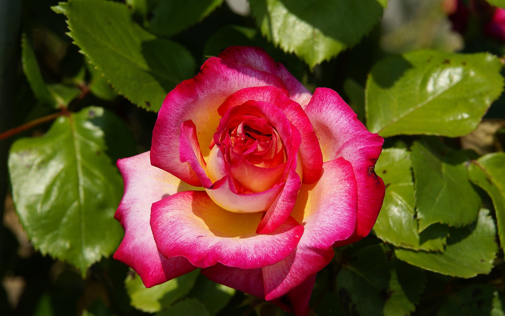 Rosa - Rosa Mais Linda Do Mundo - HD Wallpaper 