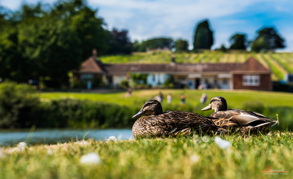 Mallard - 1023x625 Wallpaper - teahub.io