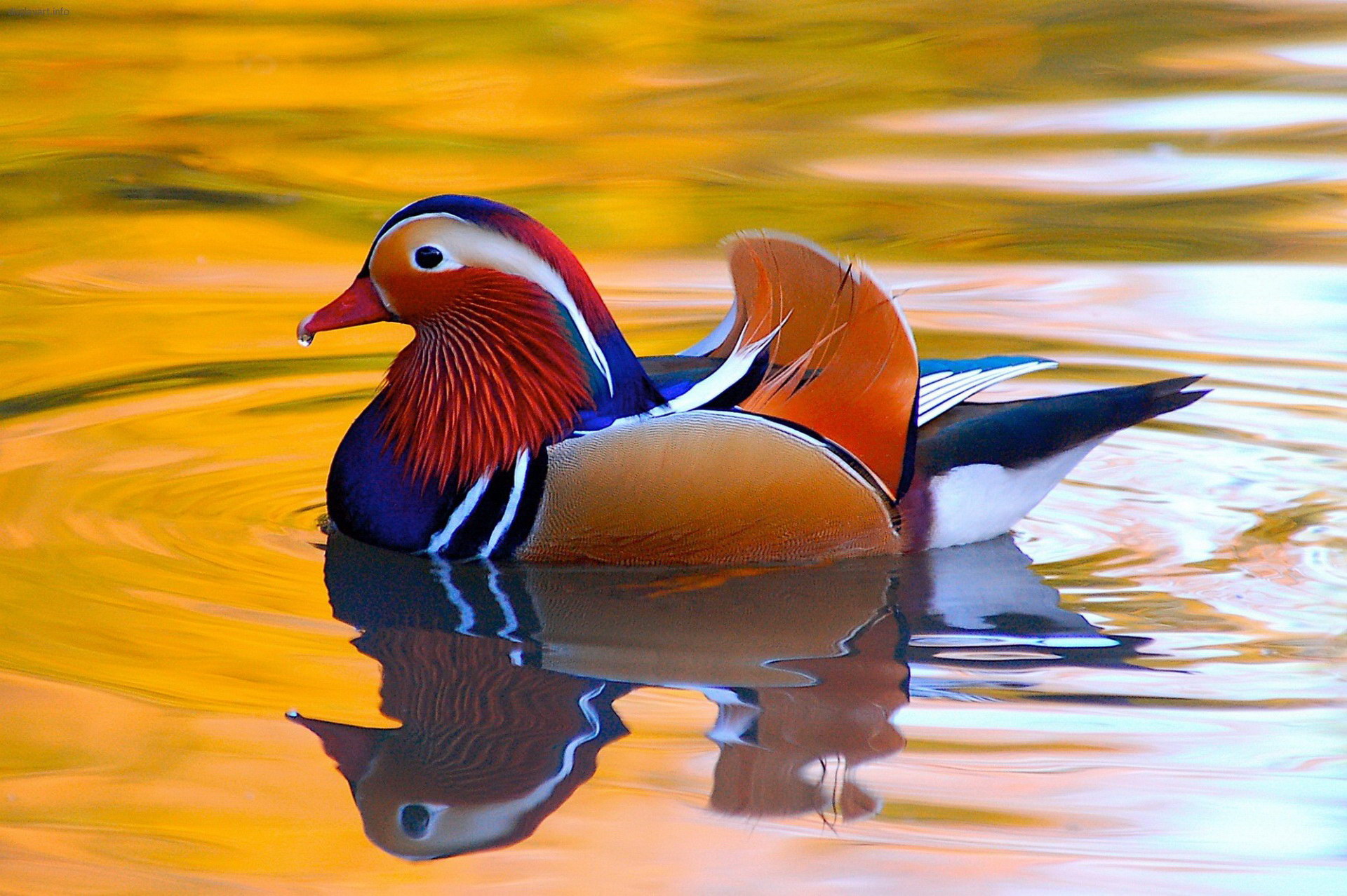 Colorful Mandarin Duck - HD Wallpaper 