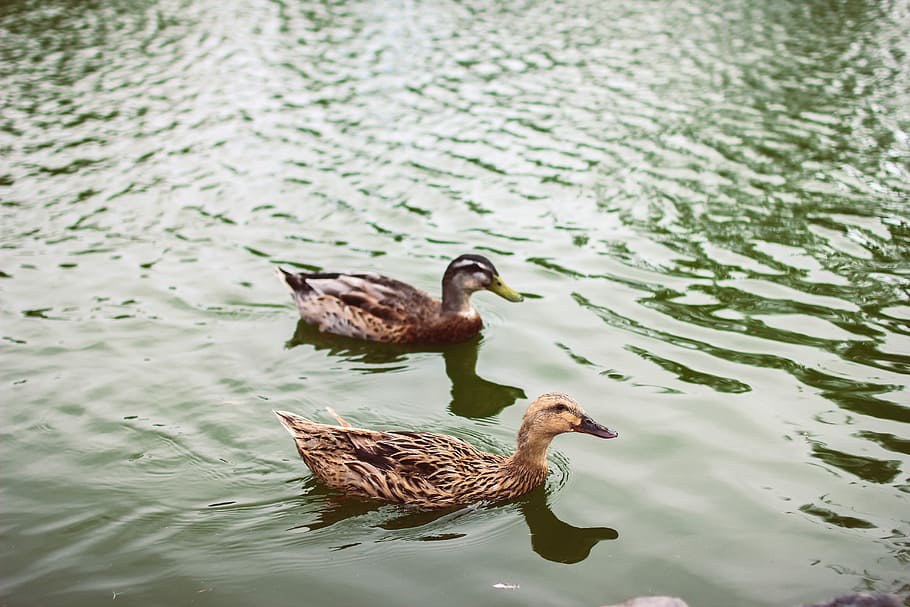 Two Brown Duck Floating On Calm Body Of Water, Animal, - HD Wallpaper 