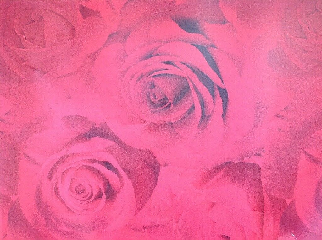 Garden Roses - HD Wallpaper 