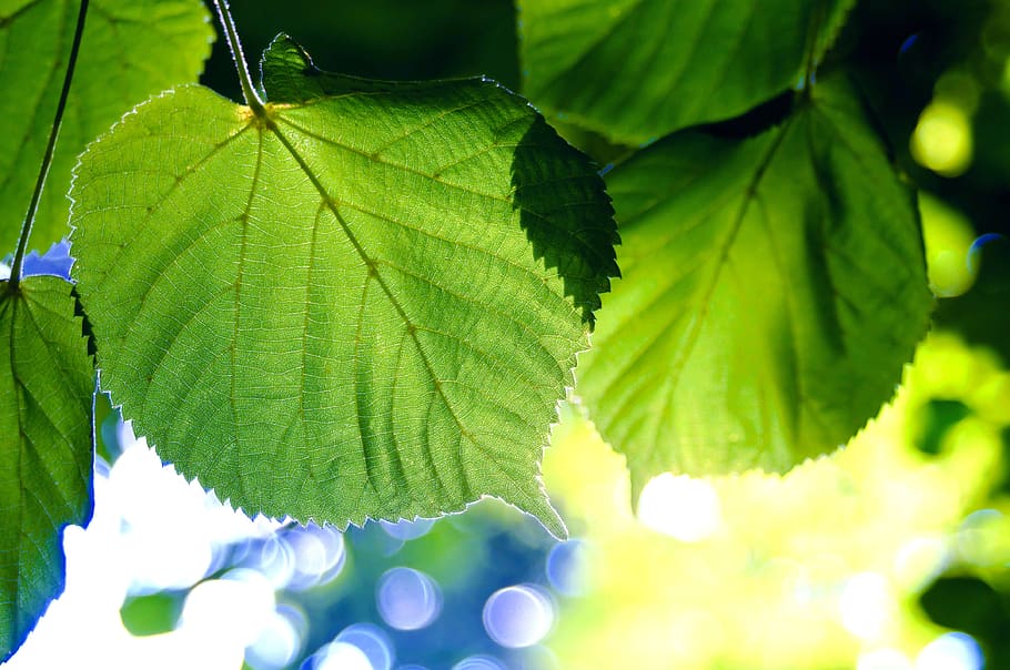 Leaf, Nature, Plant, The Freshness, The Environment, - Movimiento De Hojas - HD Wallpaper 