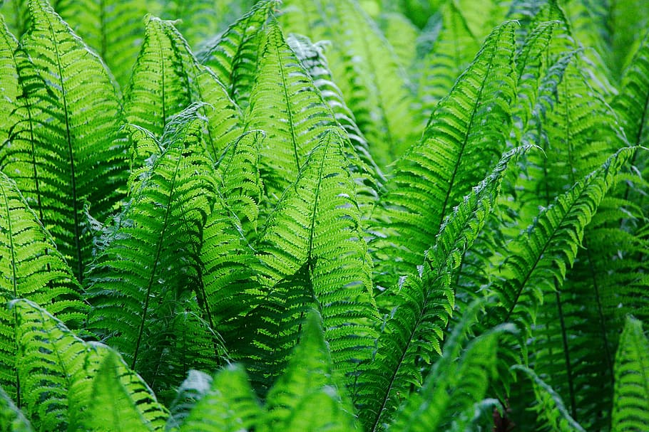 Green Leafed Plants, Nature, Fern, Growth, Summer, - Giftige Pflanzen Für Pferde - HD Wallpaper 