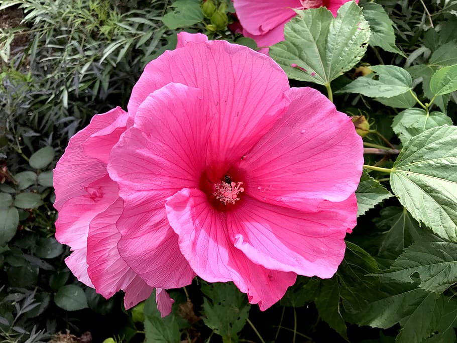 Hawaiian Hibiscus - HD Wallpaper 