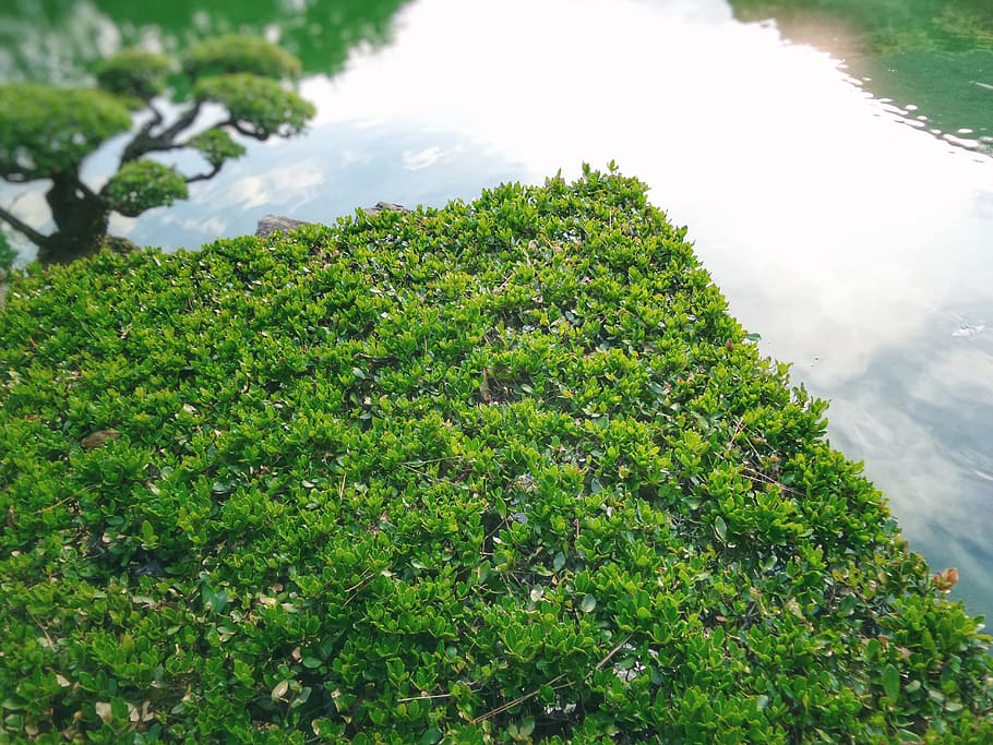 Corner, Green, Garden, Japanese, Angle, Angular, Smart, - Moss - HD Wallpaper 