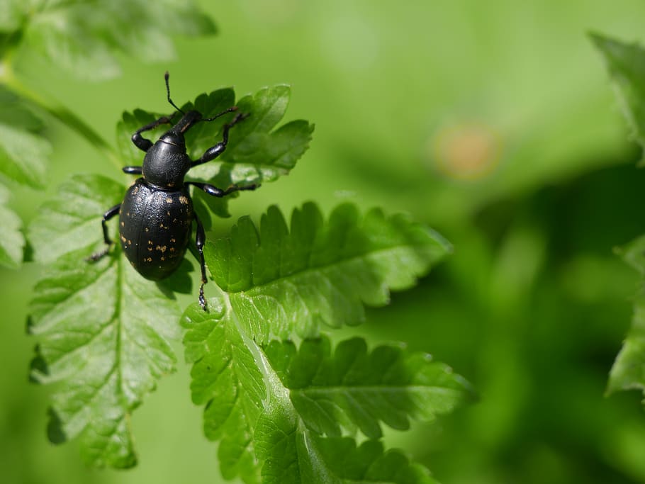 Black Weevil On Green Leaf, Botanical, Close, Color, - สิ่งแวดล้อม สัตว์ และ พืช - HD Wallpaper 