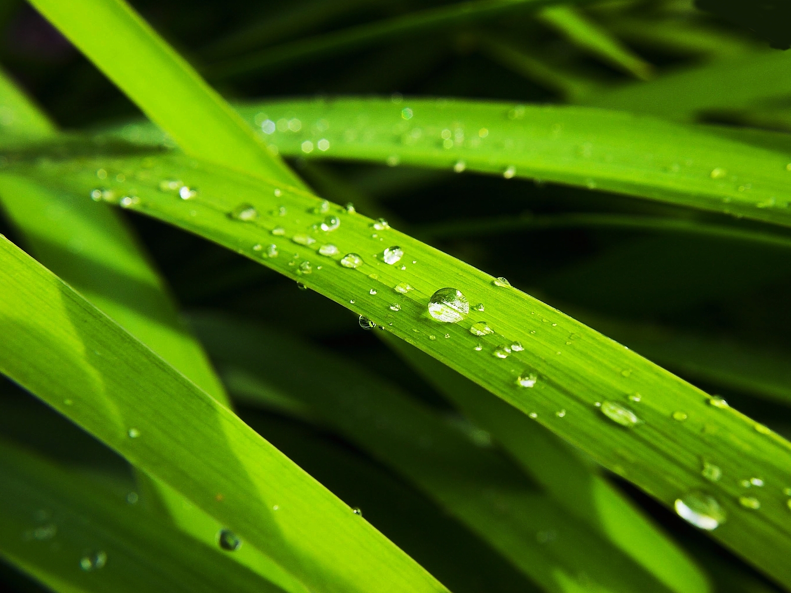 Morning Dew - HD Wallpaper 