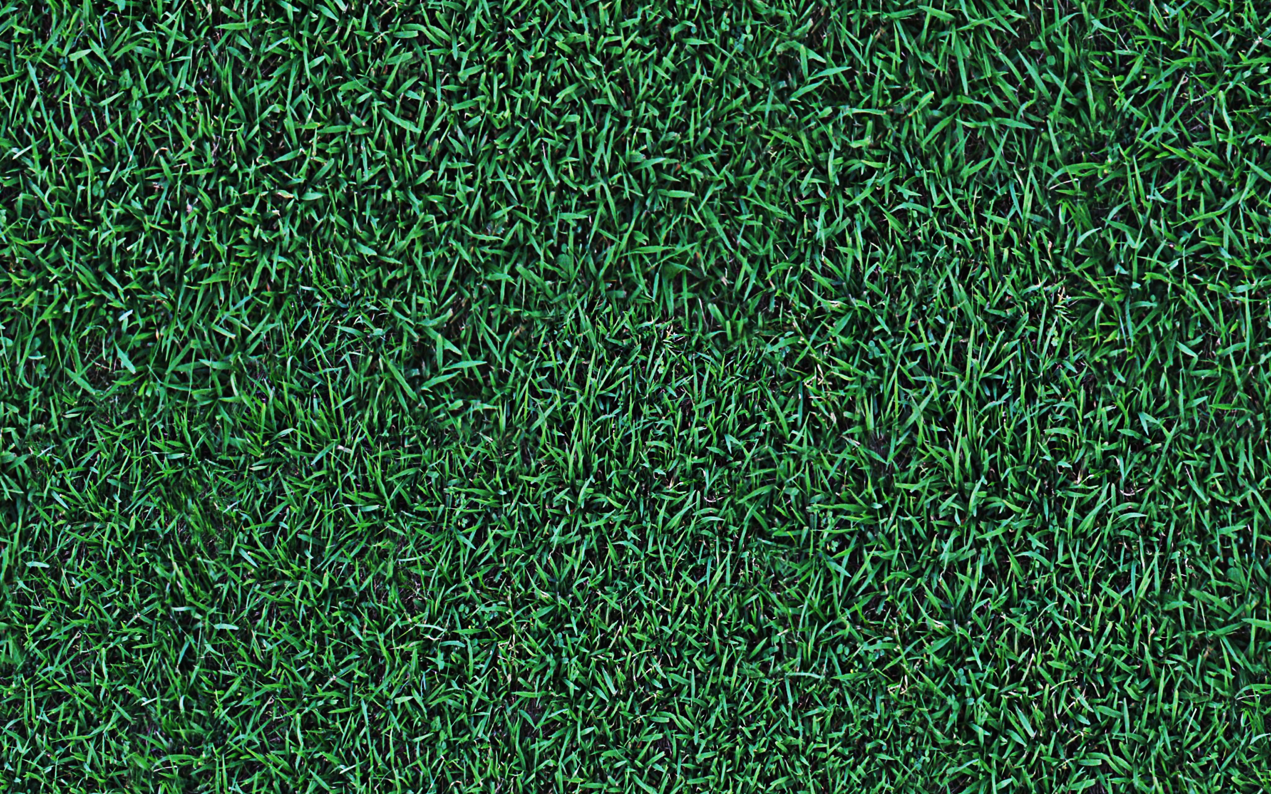 Green Grass Texture, Natural Texture, Grass, Ecology, - Pattern - HD Wallpaper 