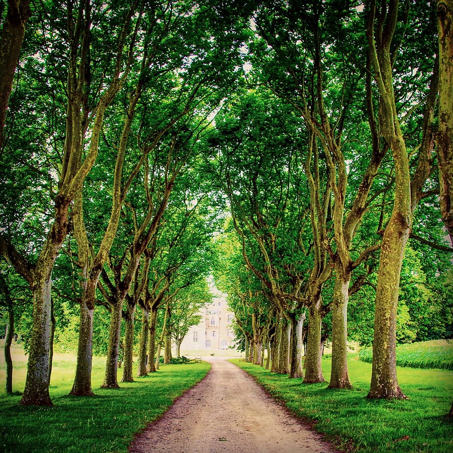 Avenue Trees - 910x910 Wallpaper - teahub.io