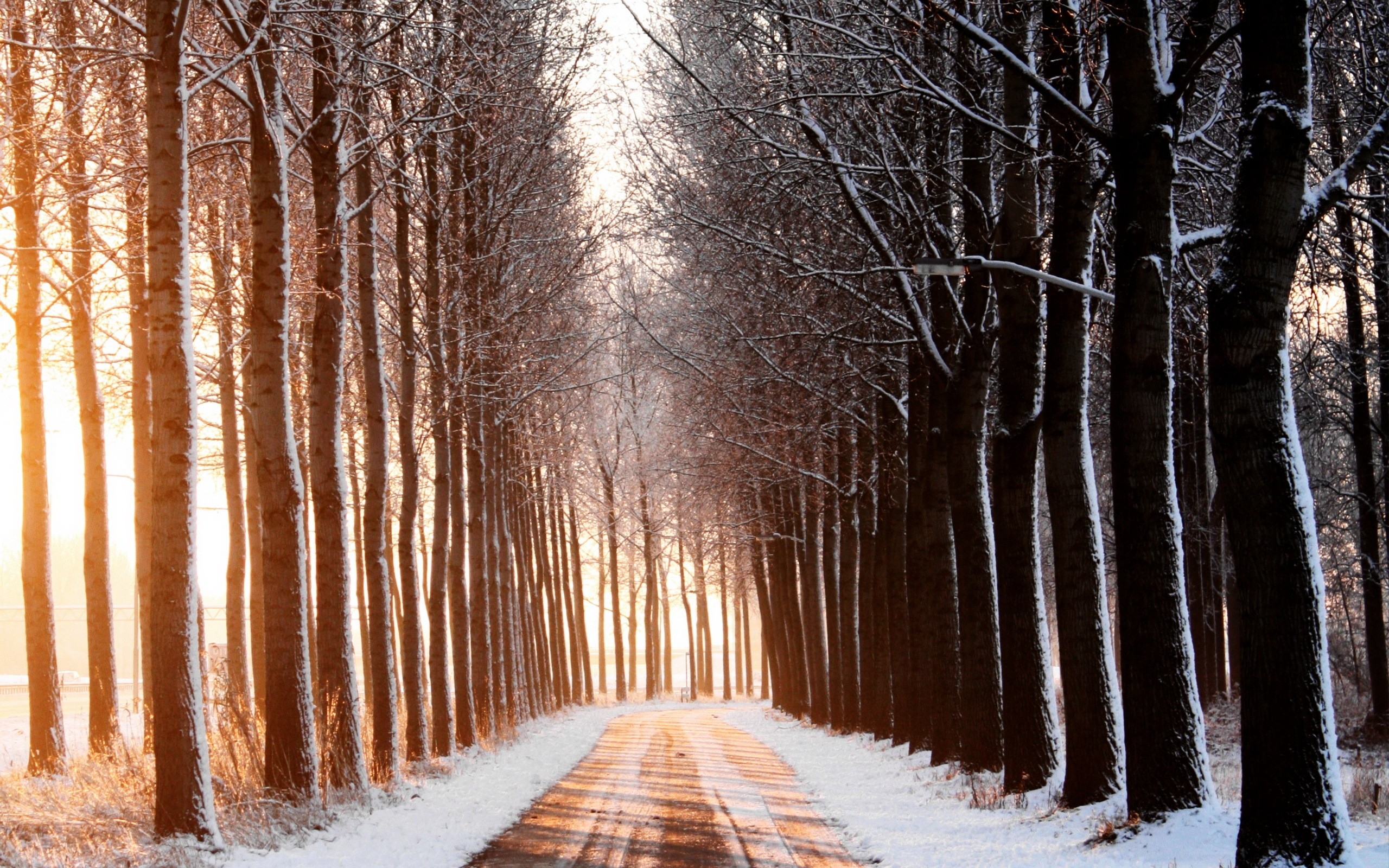 Wallpaper - Winter Row Of Trees - HD Wallpaper 