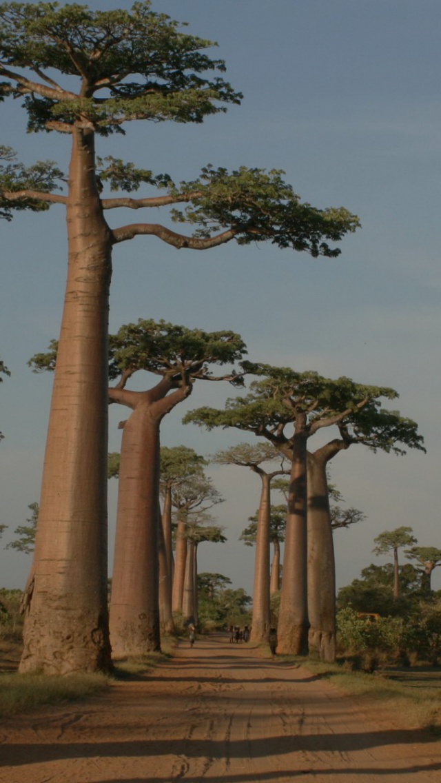 Avenue Of The Baobabs - 640x1136 Wallpaper 