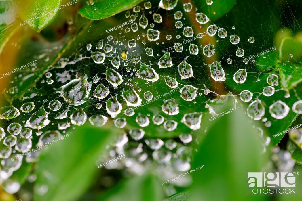 Macro Water Drops On Spider Web For Natural Background, - Stock Photography - HD Wallpaper 
