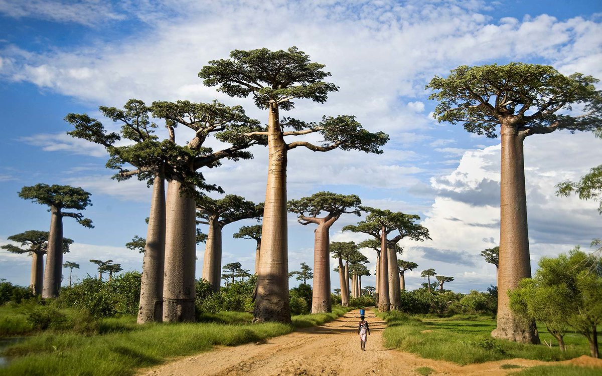 Baobab Tree - HD Wallpaper 