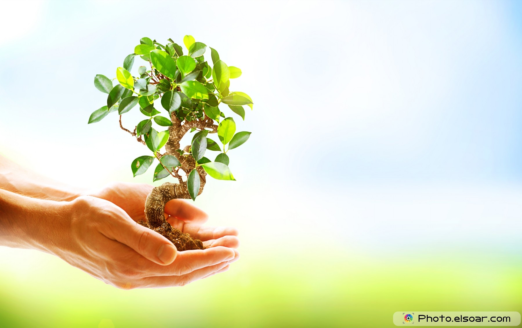 Human Hands Holding Green Plant - Plant In Hand - HD Wallpaper 