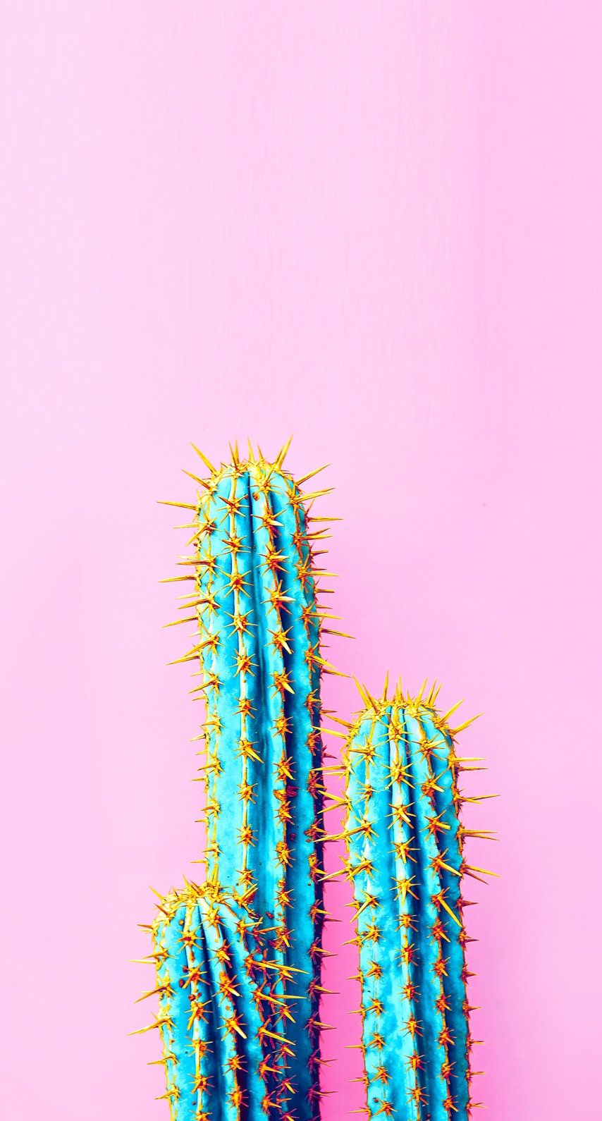 Blue Cactus With Pink Background - HD Wallpaper 