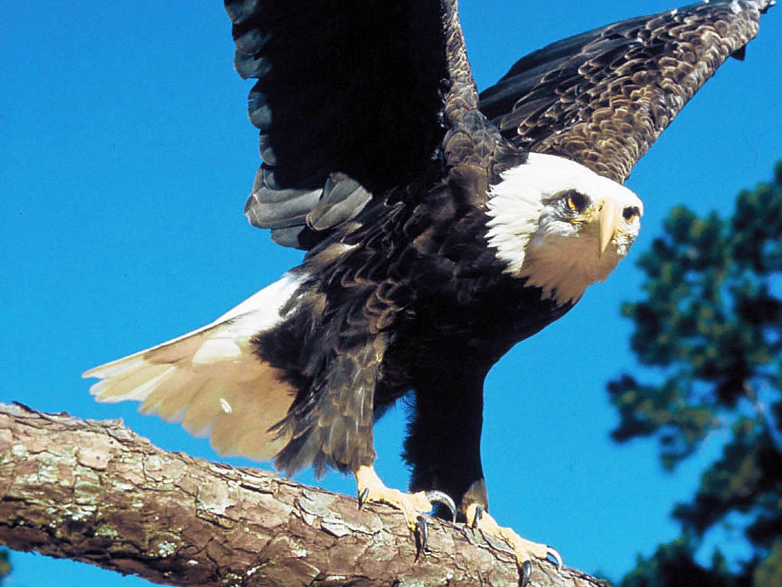 Bald Eagle Wings - HD Wallpaper 