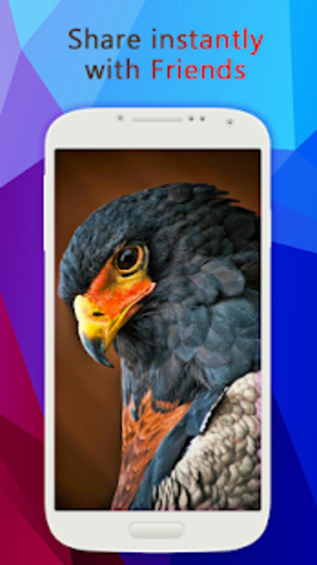 Bird Of Prey Close Up - HD Wallpaper 