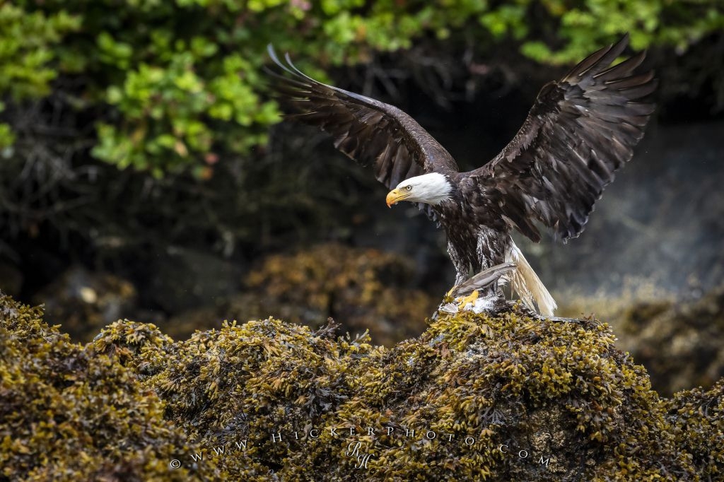 Photo Bald Eagle Eating Seagull - Bald Eagle - HD Wallpaper 