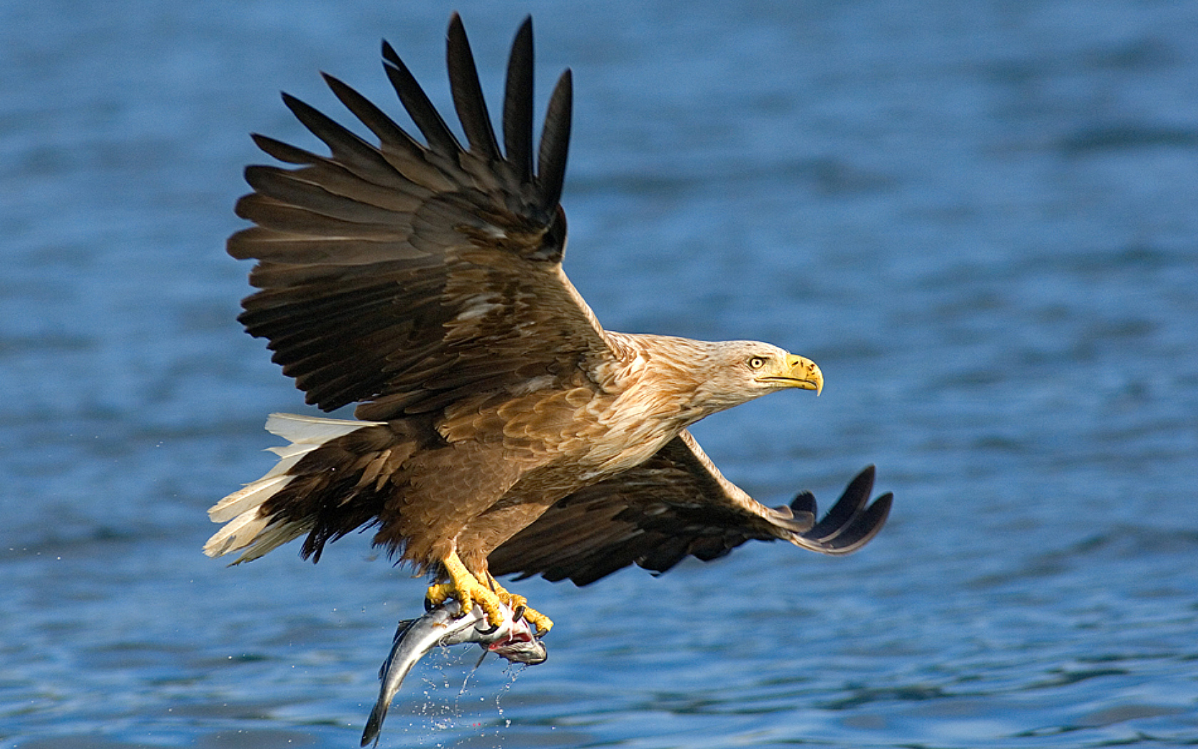 Free Bald Eagle Wallpaper - Eagles Hunting Their Prey - HD Wallpaper 