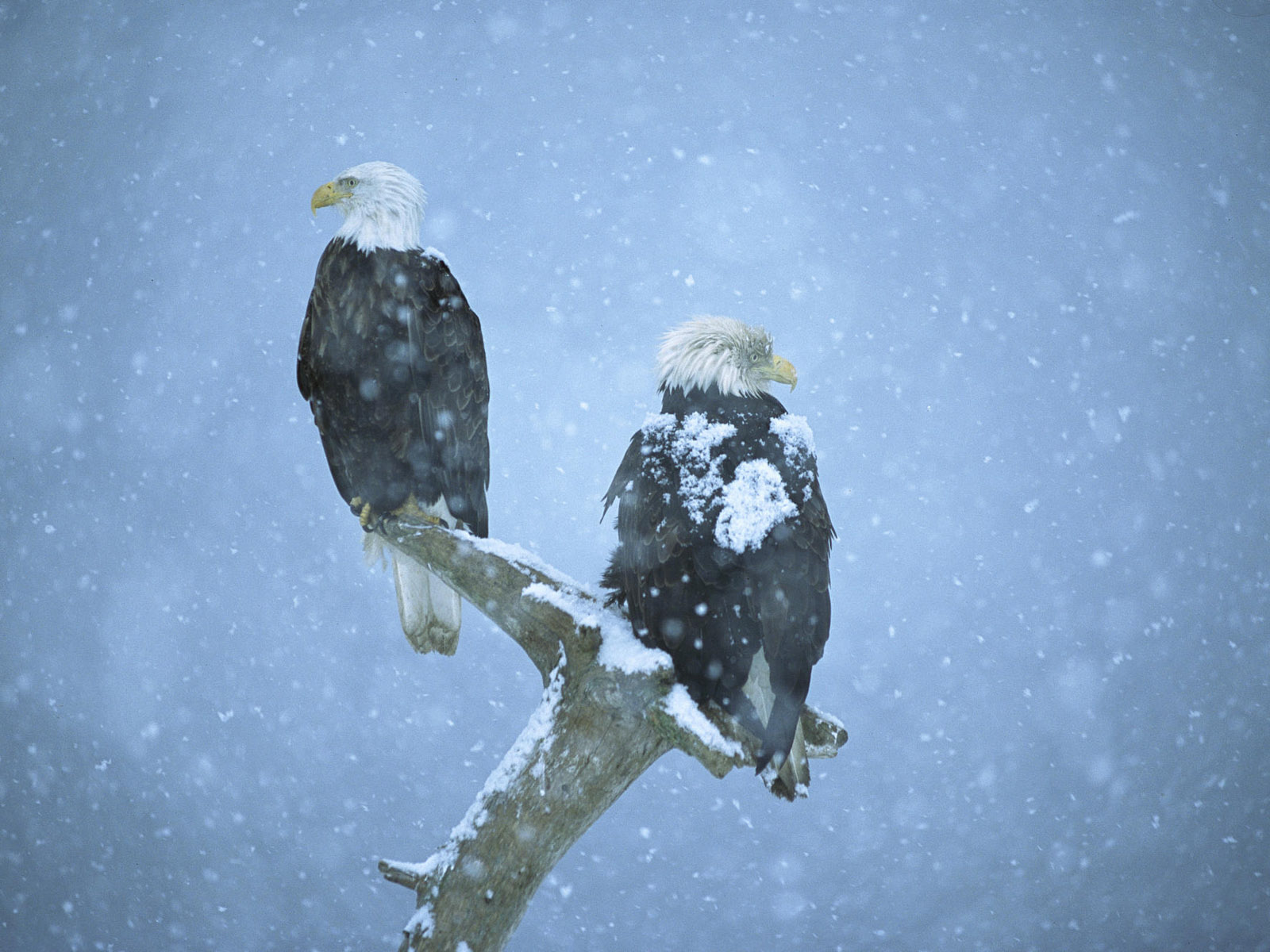 Desktop Hd Free Eagle Images - Cold Desert Bald Eagle - HD Wallpaper 
