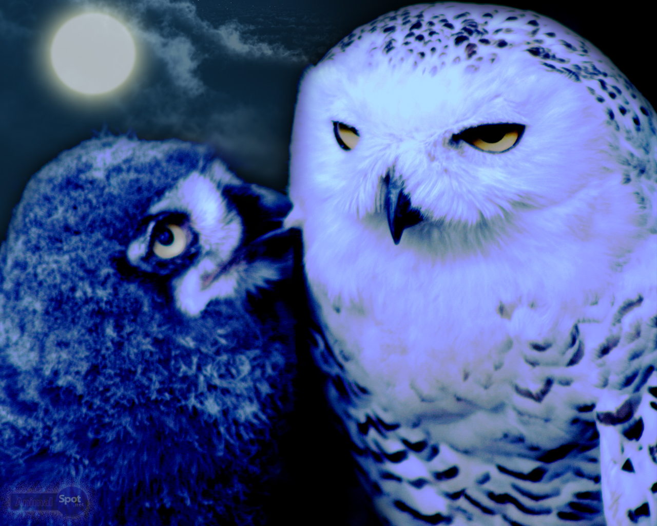 Cute Owl Wallpaper Free Owl Wallpaper Owl Background - Wallpaper - HD Wallpaper 