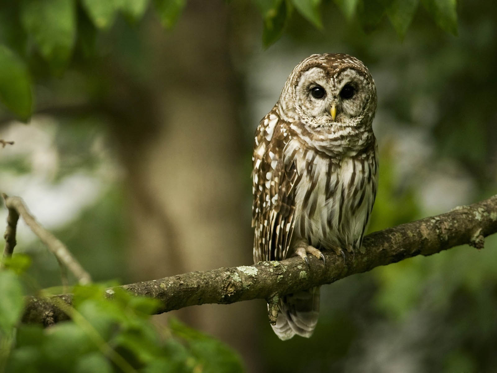 Owl Nature - HD Wallpaper 