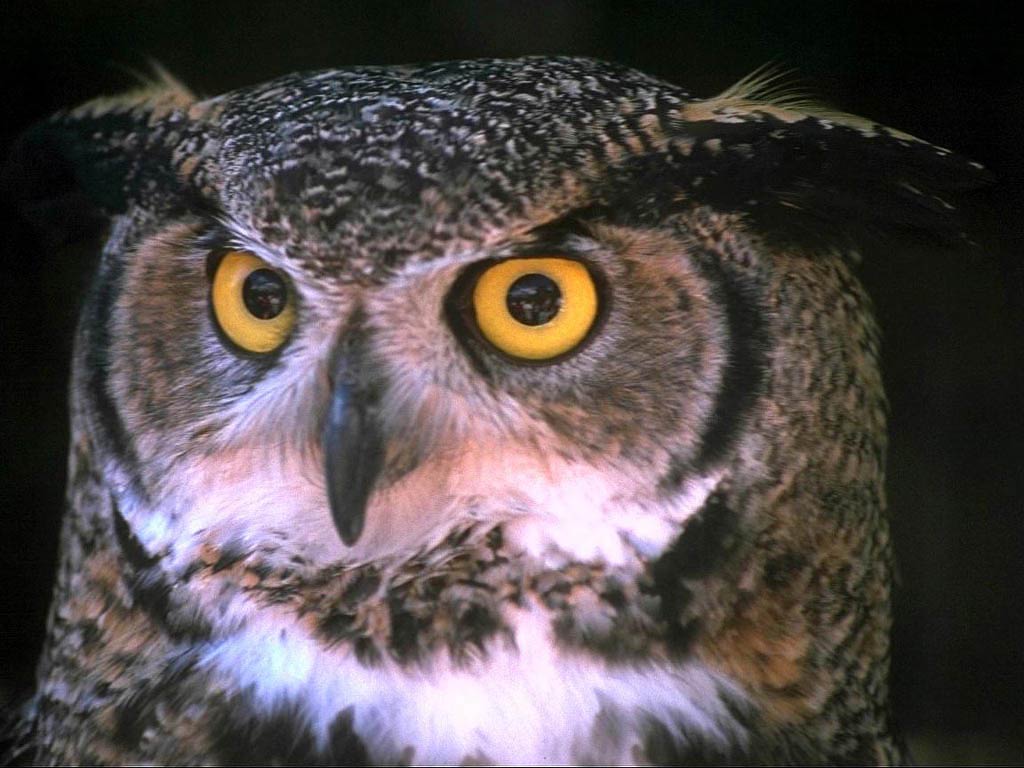 Free Owl Wallpaper Wallpapers Download - Owl With One Eye - HD Wallpaper 