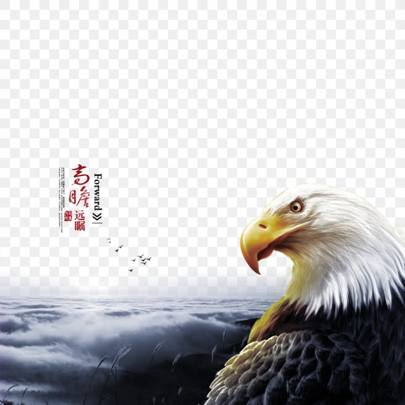 Bald Eagle High-definition Television 3d Film Wallpaper, - Background Águia - HD Wallpaper 