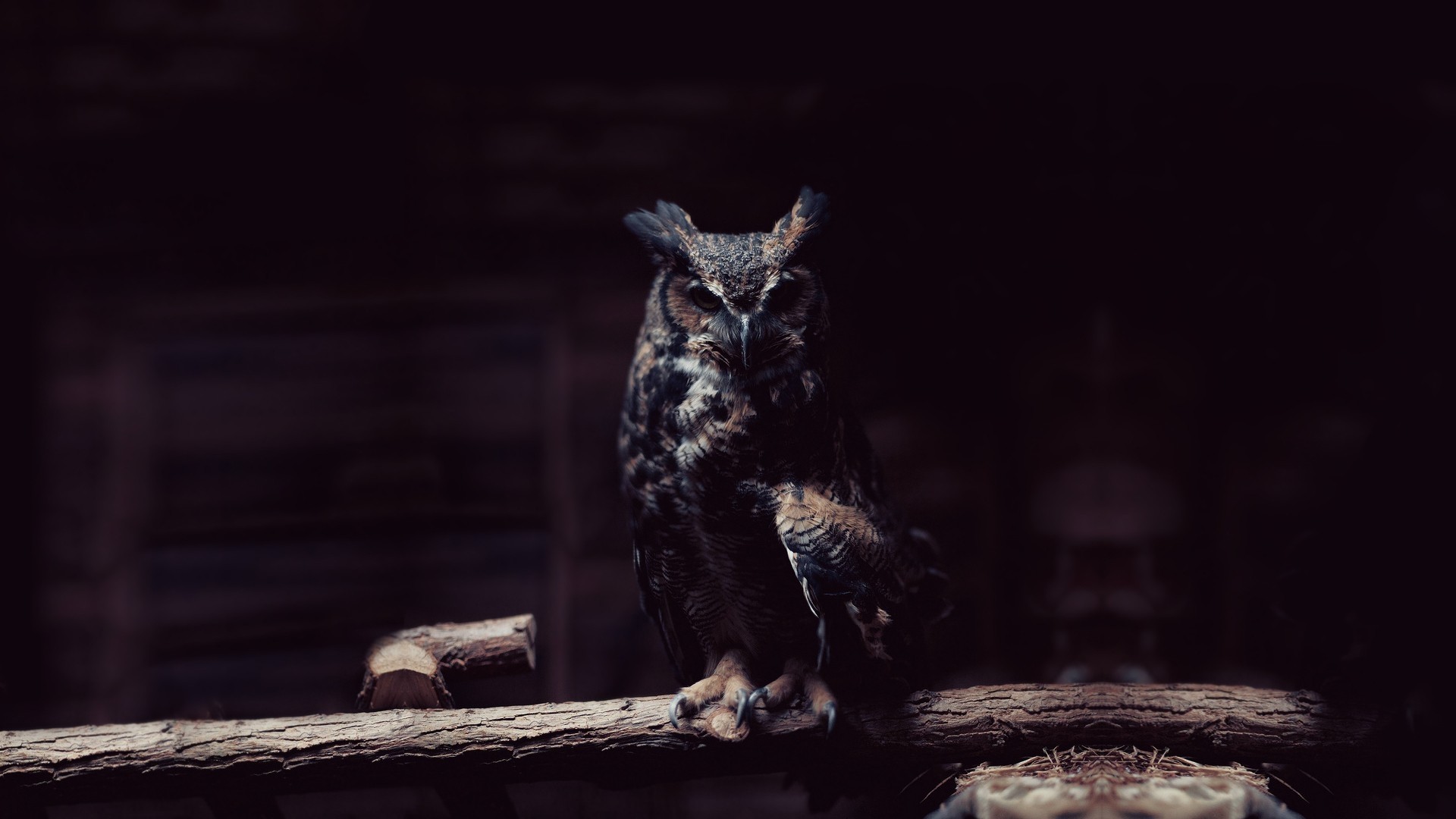 Hd Owl Wallpaper Dark - HD Wallpaper 