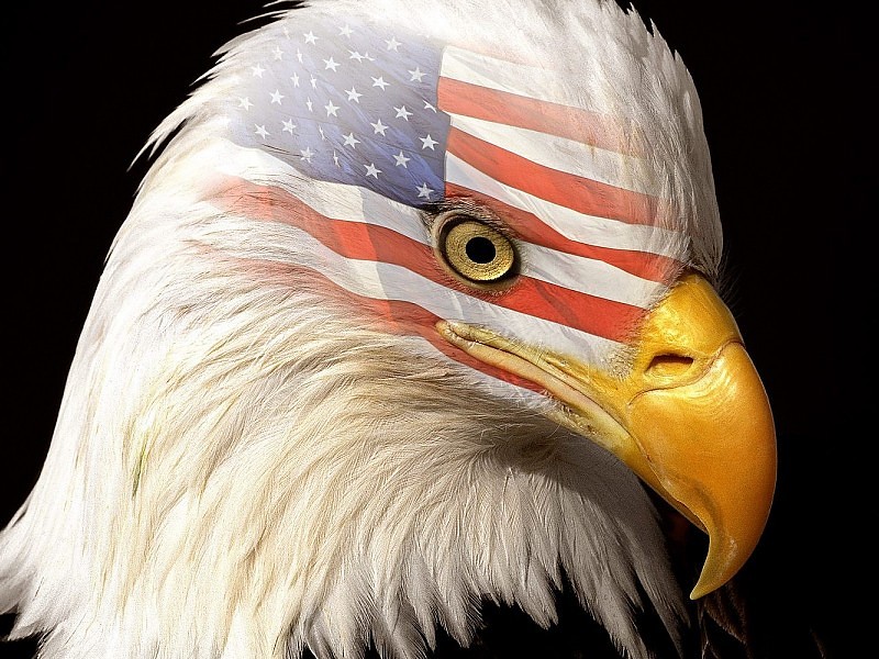 American Eagle Wallpaper - American Eagle Head - HD Wallpaper 