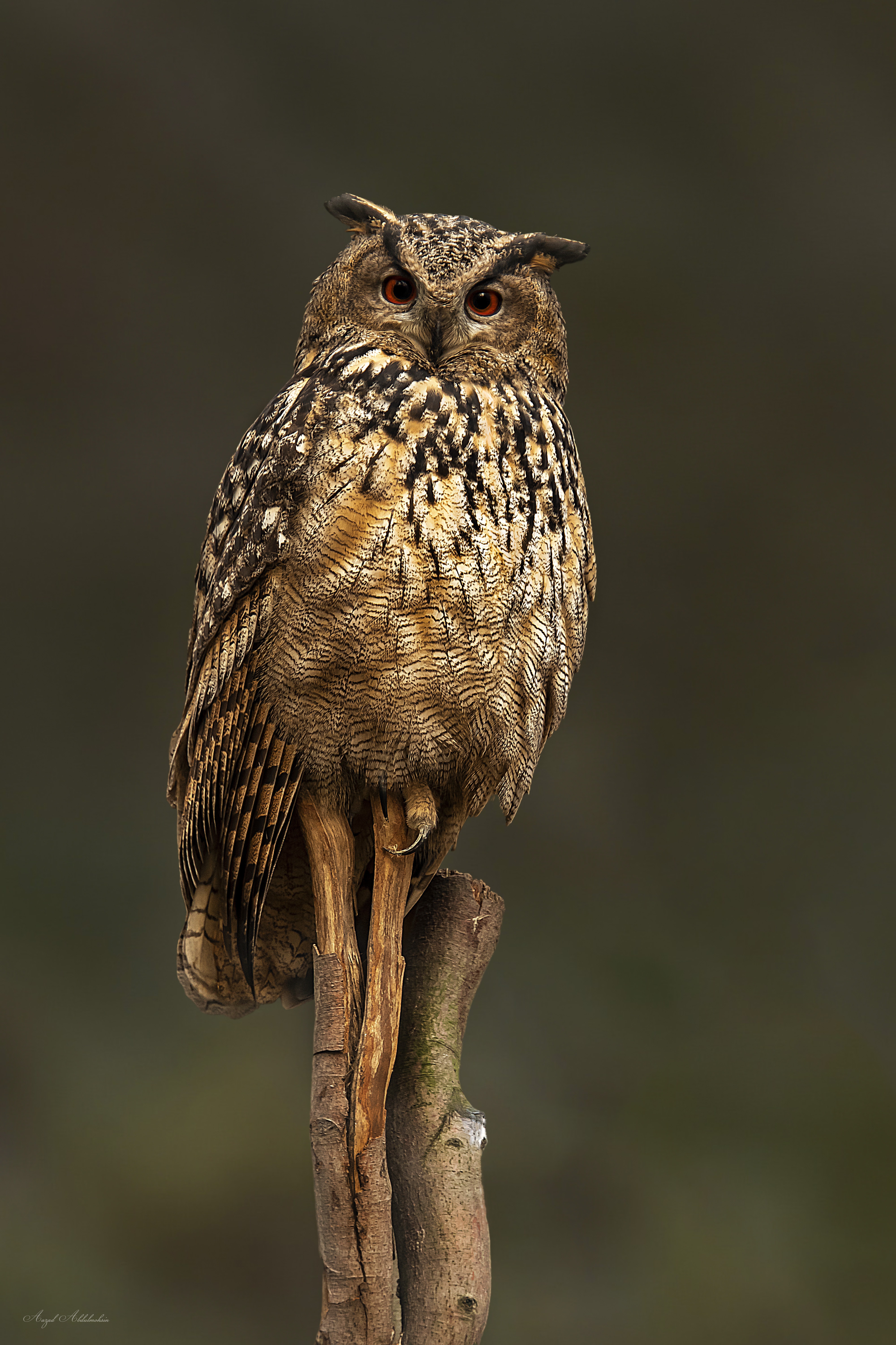 Screech Owl - HD Wallpaper 