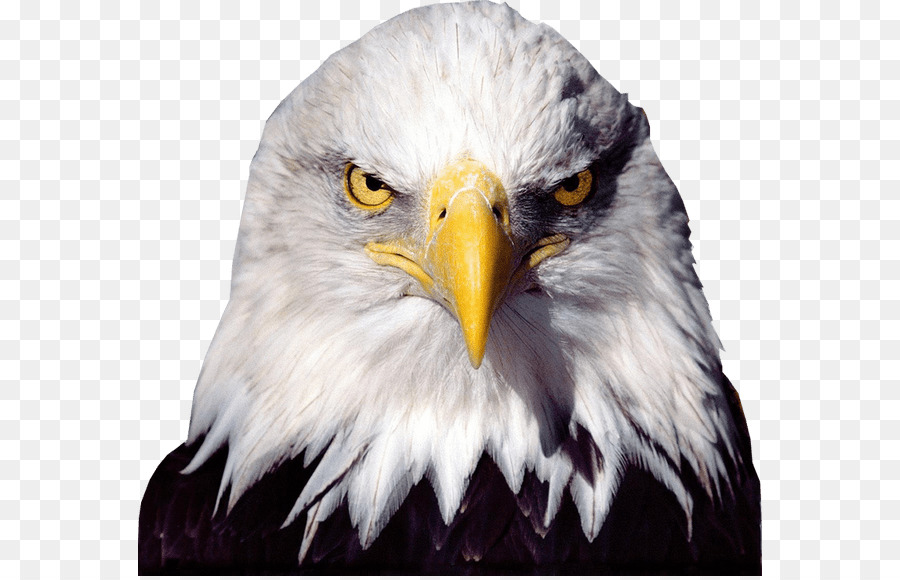 Eagle Png Transparent Background - 900x580 Wallpaper 