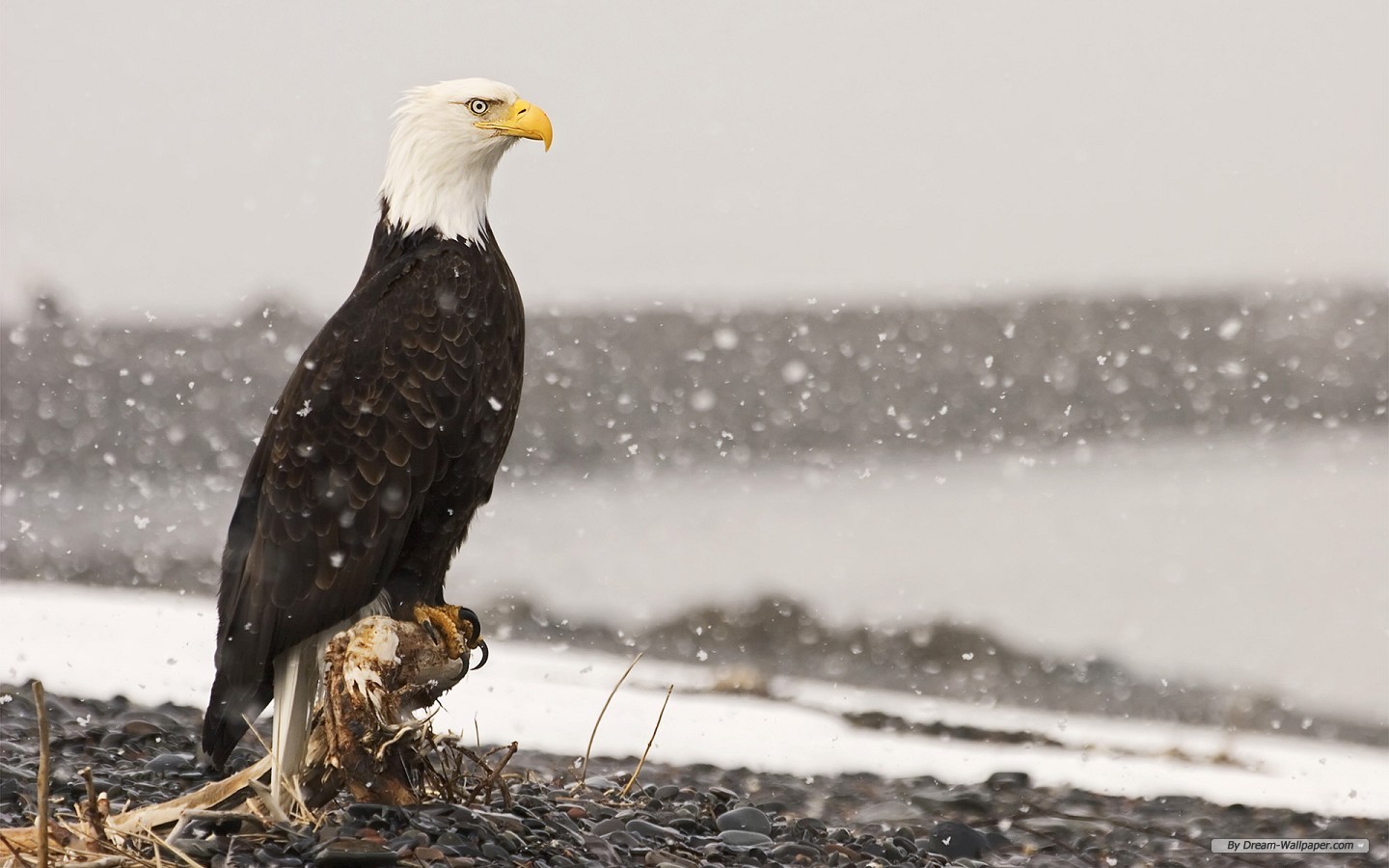 Free Animal Wallpaper - American Bald Eagle Snow - HD Wallpaper 