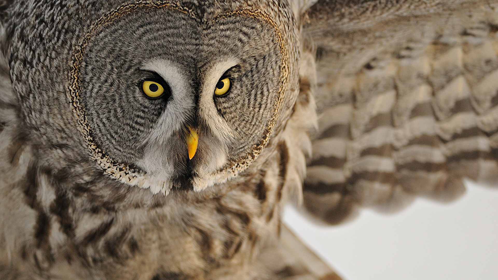 Desktop Wallpapers Free Owl - Owl Desktop - HD Wallpaper 