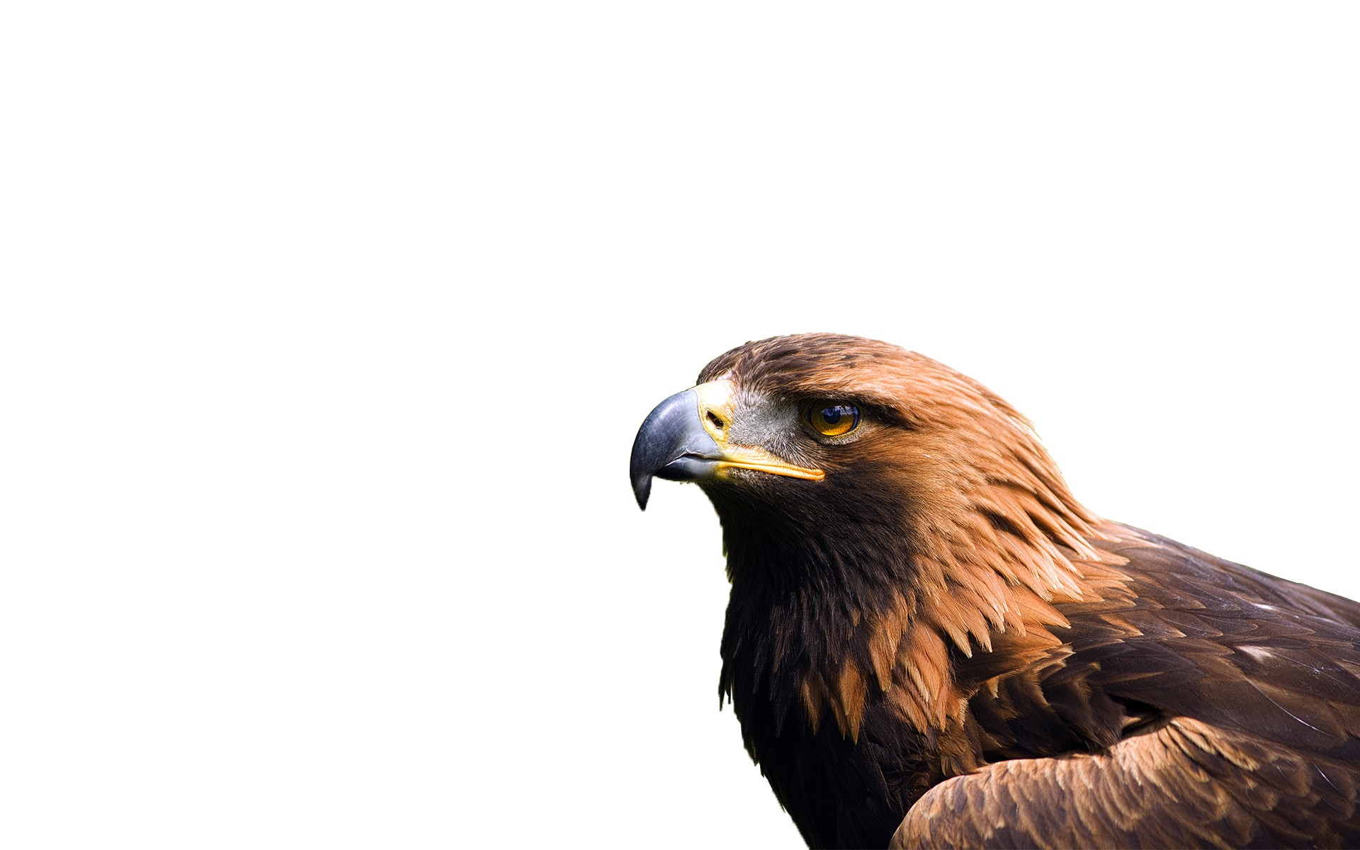 Eagle - HD Wallpaper 