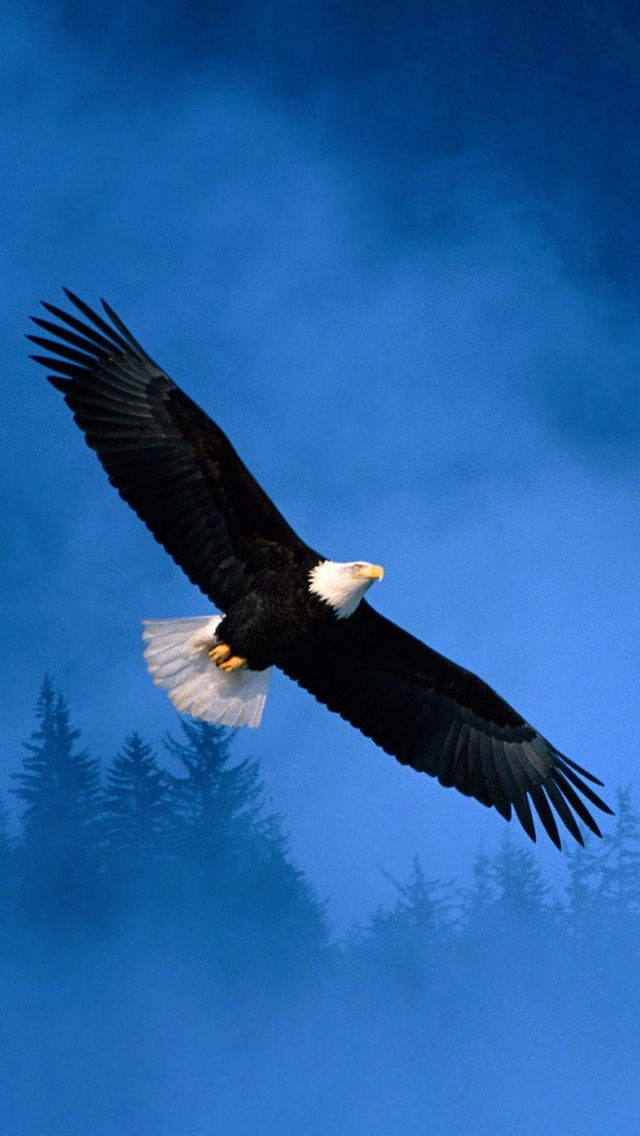 Eagle Hd Wallpapers For Android - 640x1136 Wallpaper 