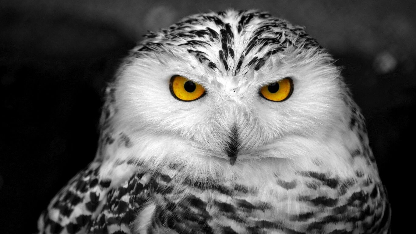 Free Owl Wallpapers Wallpaper - High Resolution Snow Owl - HD Wallpaper 