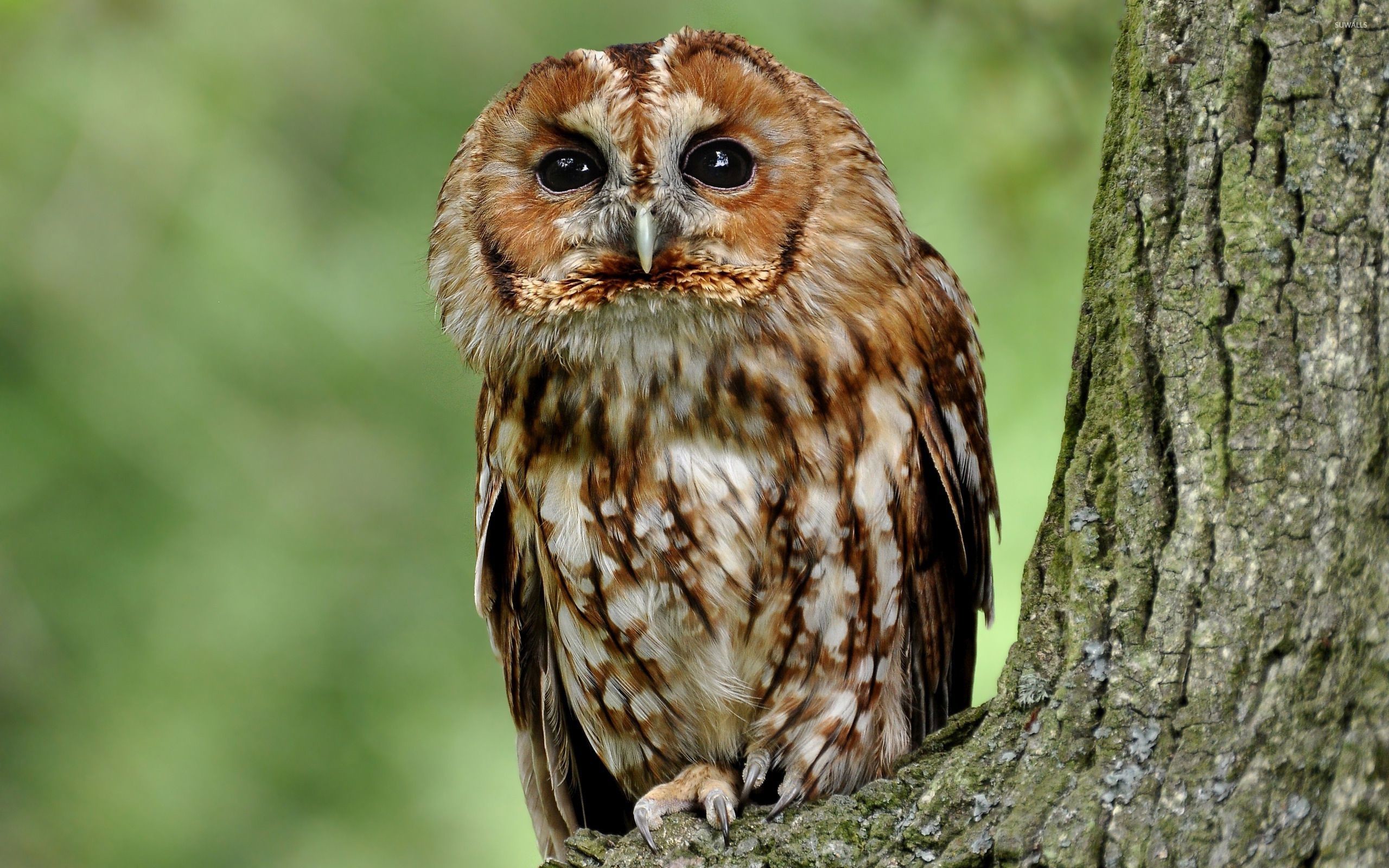 Tawny Owl Hd Desktop 
 Data Src Download Free Owl Wallpaper - Tawny Owl In Tree - HD Wallpaper 