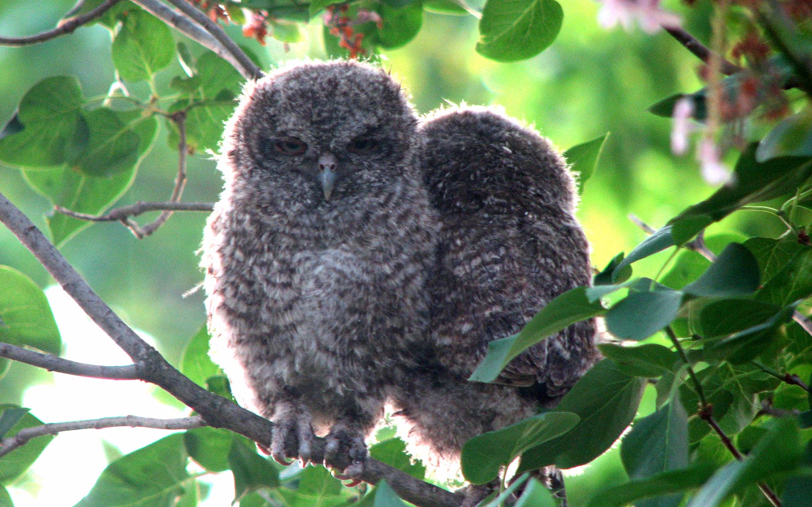 Free Screech Owl Wallpaper Wallpapers Download - Owl Babies - HD Wallpaper 