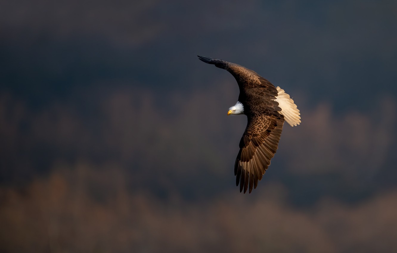 Photo Wallpaper Background, Bird, Flight, Bald Eagle - Eagle - HD Wallpaper 