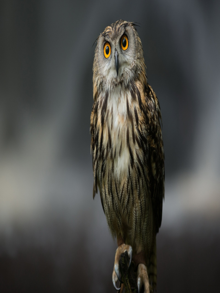 Serious - HD Wallpaper 