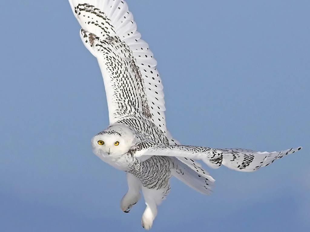 Free Snowy Owl Wallpaper Wallpapers Download - Snowy Owl In Flight - HD Wallpaper 